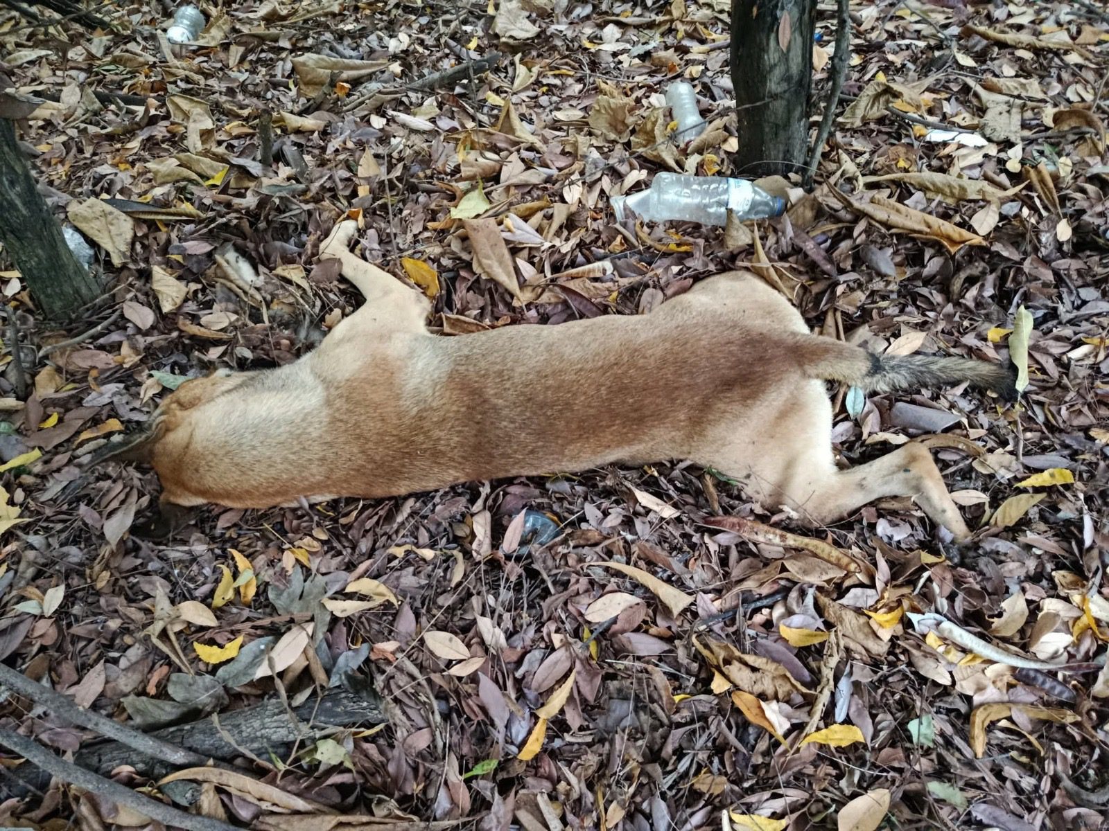 Mozo pierde la vida tras impactar motocicleta con perro que cruzaba la via Mozo pierde la vida tras impactar motocicleta con perro que cruzaba la via