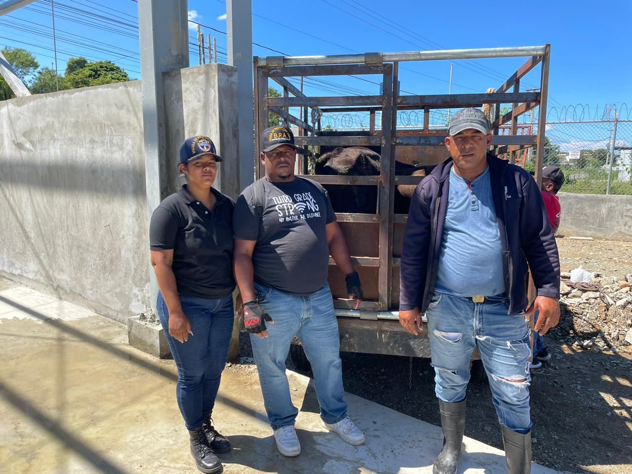 Apresan varios becerros sueltos en carretera de Dajabón; dueños deberán sufragar RD,000 por persona Apresan varios becerros sueltos en carretera de Dajabón; dueños deberán sufragar RD,000 por persona